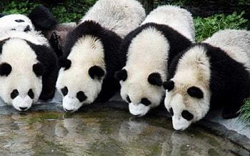 Panda , Panda 1920Ã1080 Panda (34 Â· Bear Baby ... HD wallpaper